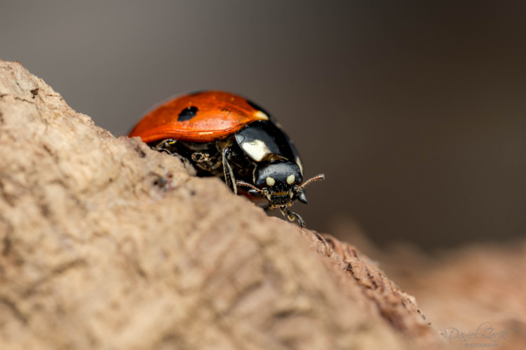 Lienka sedembodková