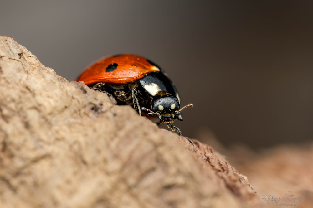 Lienka sedembodková