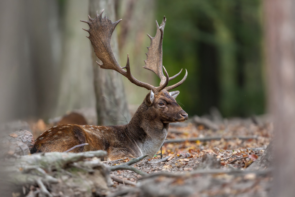 daniel škvrnitý, Fallow deer (Dama dama)