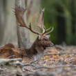 daniel škvrnitý, Fallow deer (Dama dama)