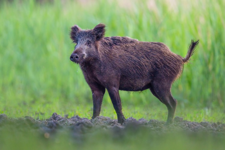 Diviak lesný, The wild boar (Sus scrofa)