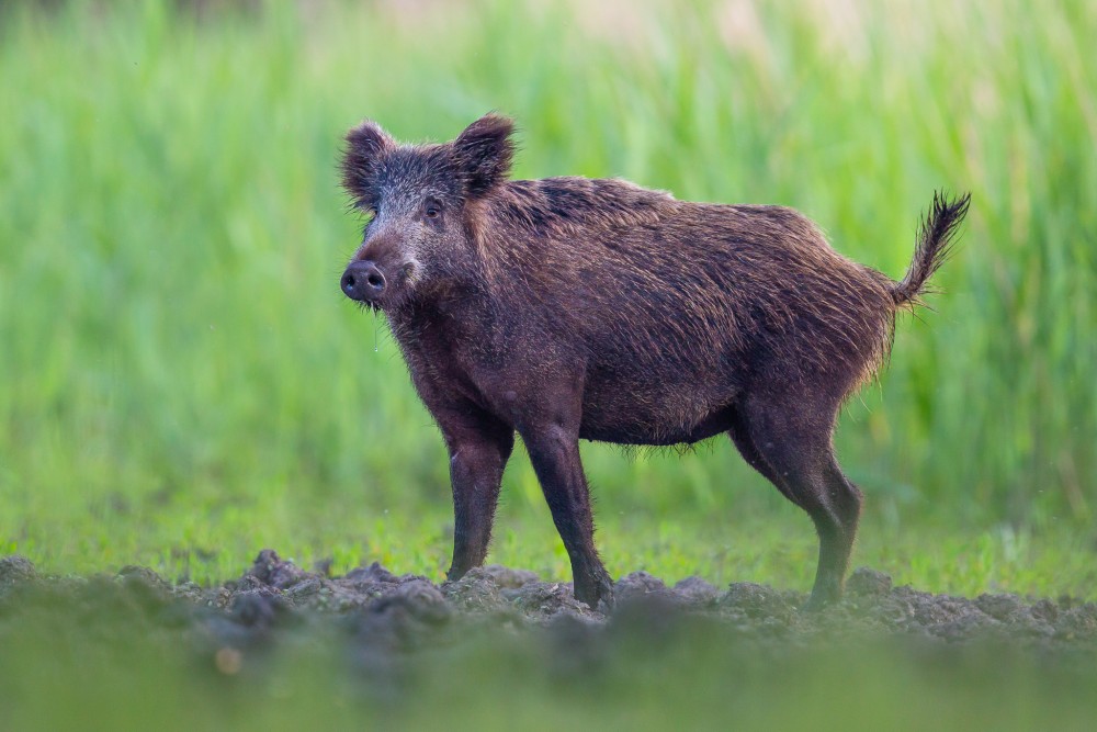 Diviak lesný, The wild boar (Sus scrofa)