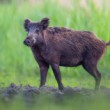 Diviak lesný, The wild boar (Sus scrofa)