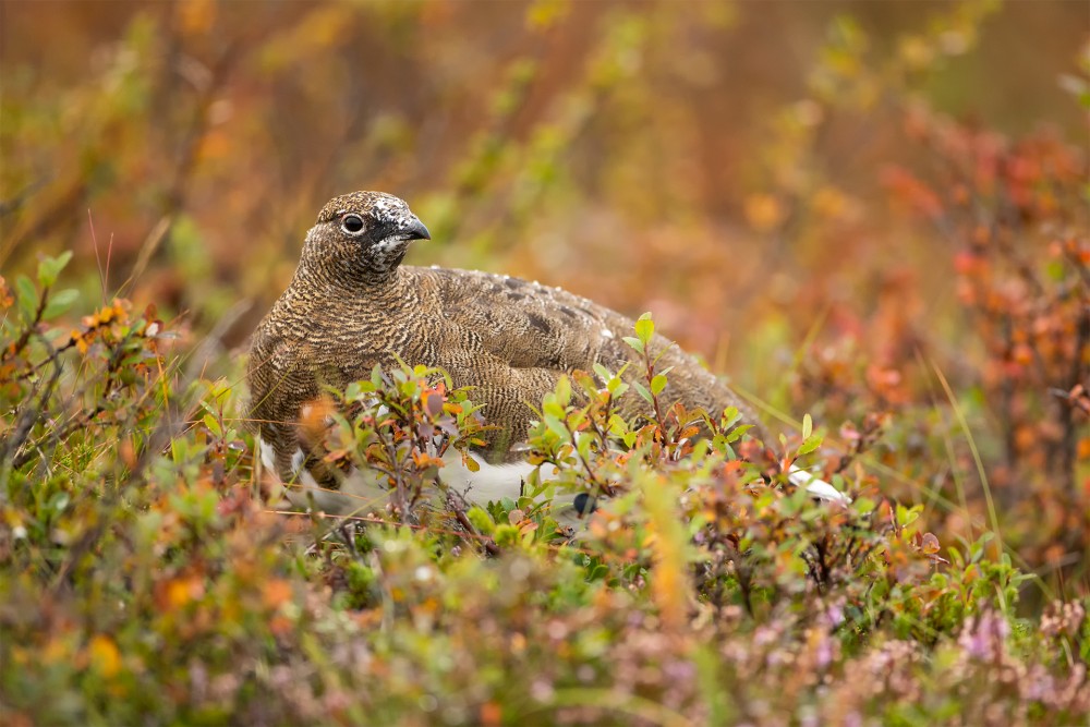 Lagopus muta (snehuľa horská)