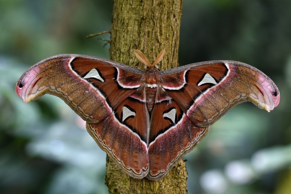 Attacus atlas