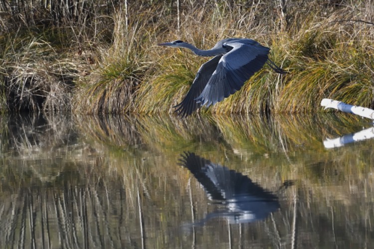 Ardea cinerea vzlet 3