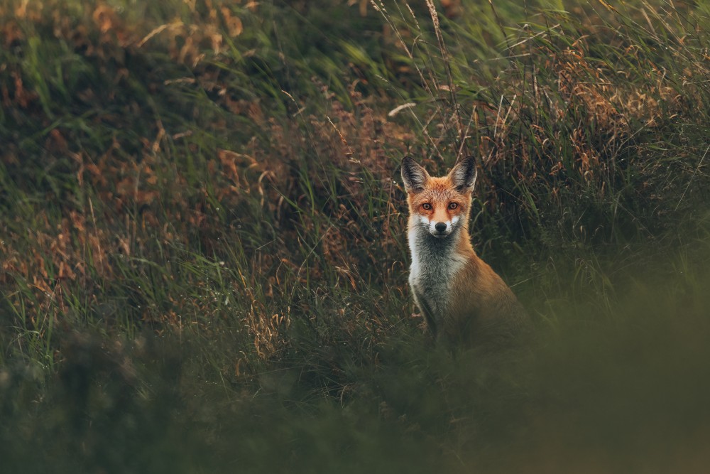 Vulpes vulpes