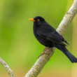 Drozd Čierny