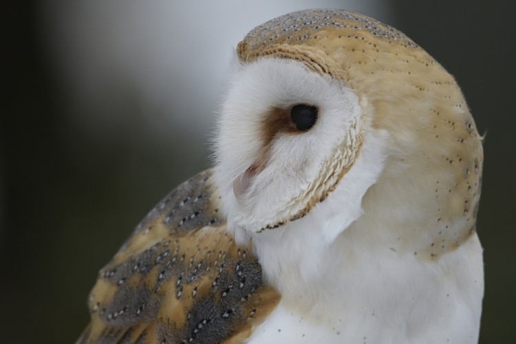 Tyto alba