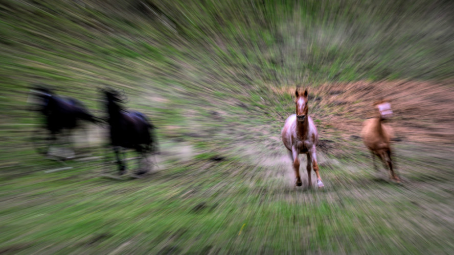 Horses