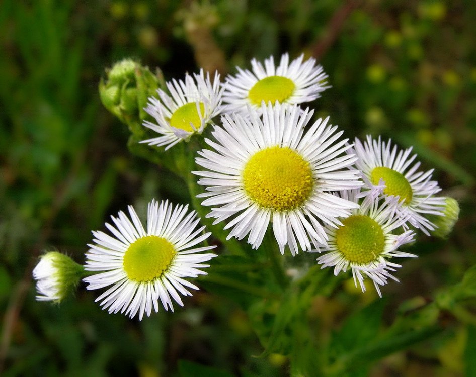 Stenactis annua