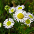 Stenactis annua