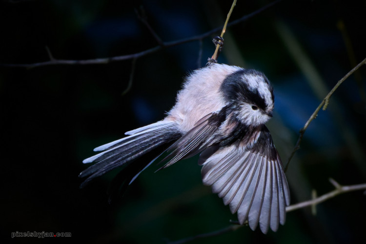 Sýkorka dlhochvostá