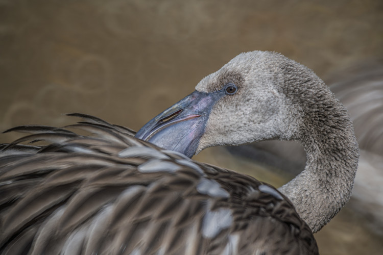 Plameniak ružový (Phoenicopterus roseus)