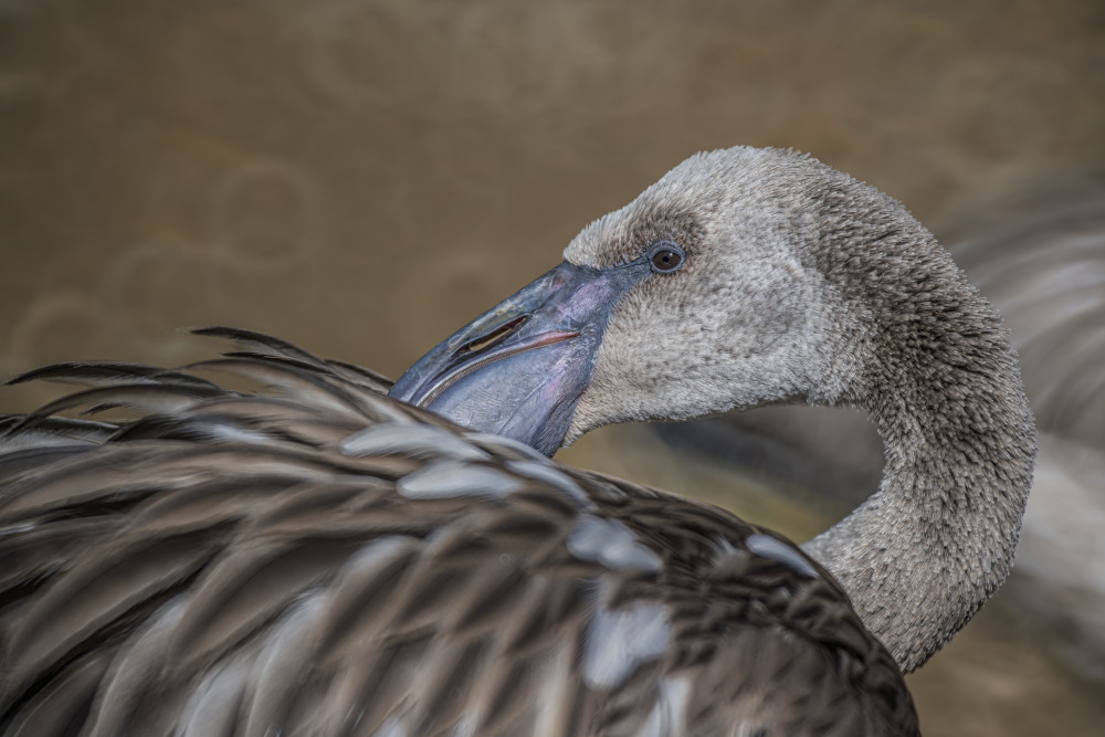 Plameniak ružový (Phoenicopterus roseus)