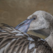Plameniak ružový (Phoenicopterus roseus)