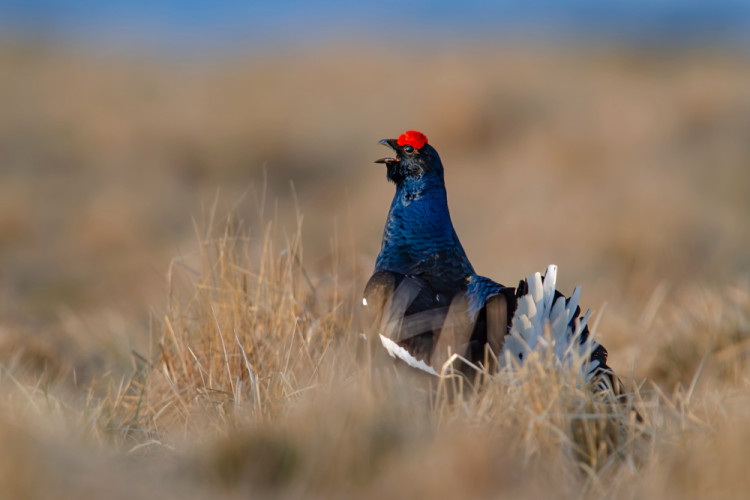 "Ligotavý krásavec"