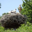 ...."the bocian family"...