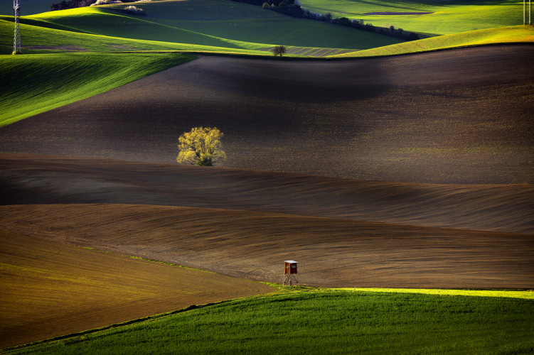 Polia