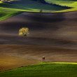 Polia