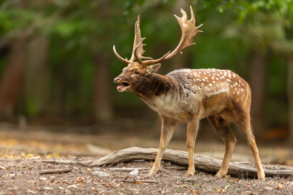 Daniel škvrnitý, Fallow deer (Dama dama)