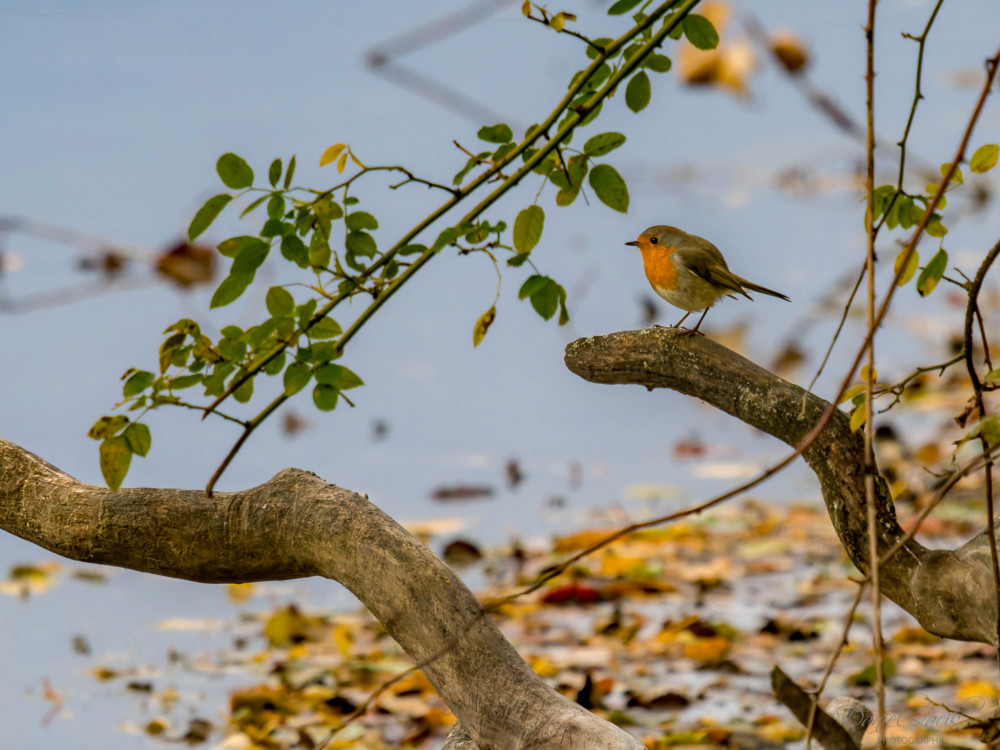Červienka obyčajna