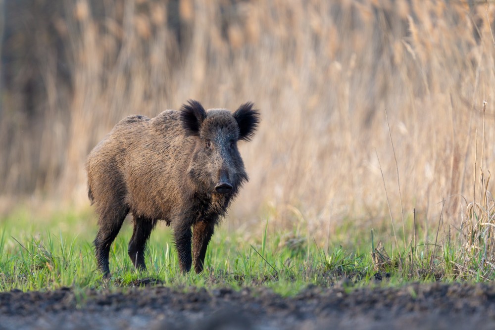 Diviak lesný, The wild boar (Sus scrofa)