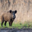 Diviak lesný, The wild boar (Sus scrofa)
