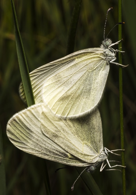 Mlynárik repkový (Pieris napi)