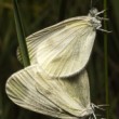 Mlynárik repkový (Pieris napi)