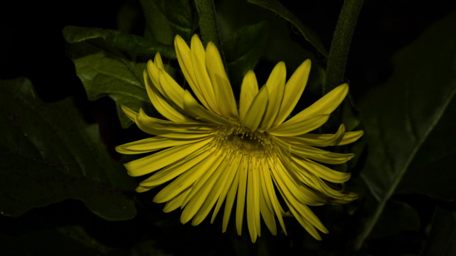 Gerbera