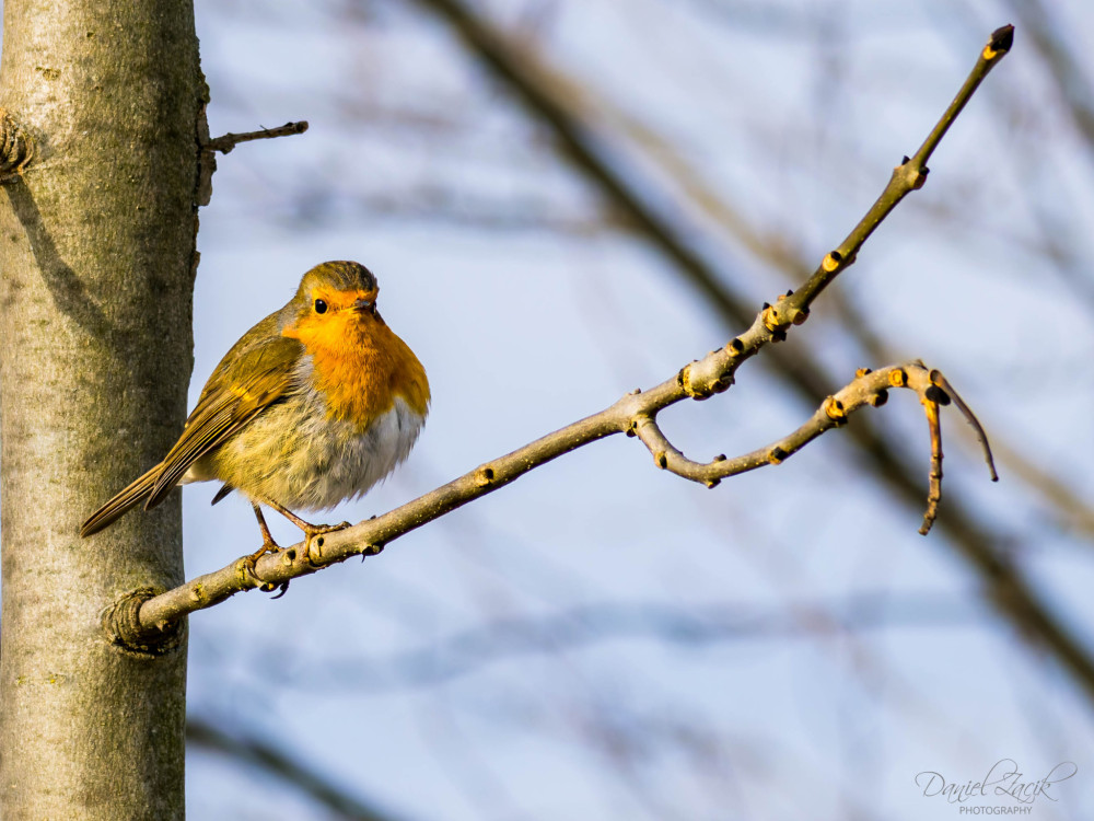 Červienka obyčajná