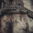 Užovka fŕkaná (Natrix tessellata)