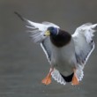 Anas platyrhynchos
