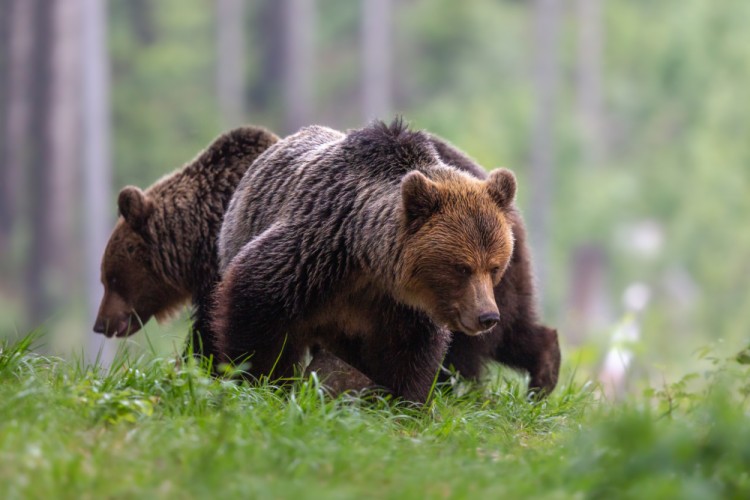 Medveď hnedý (Ursus arctos)