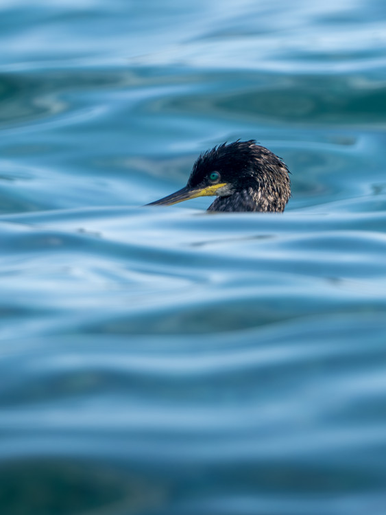 Kormoran