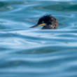 Kormoran