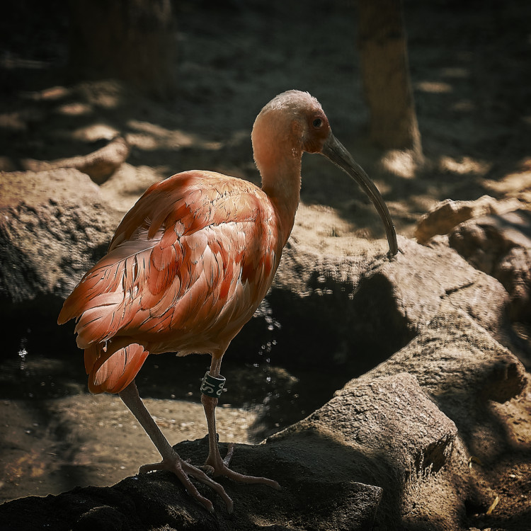 Ibis červený