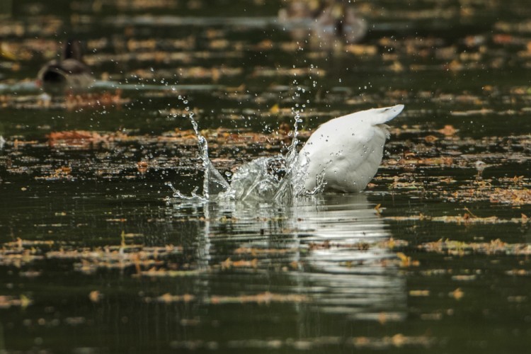 Volavka bílá (Ardea alba)