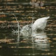 Volavka bílá (Ardea alba)