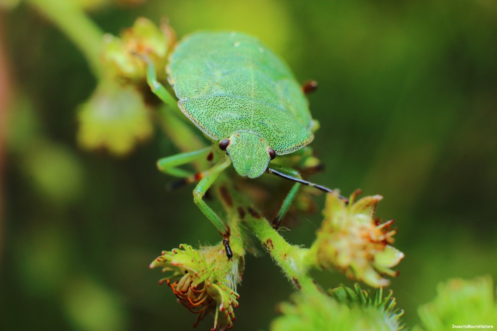 Palomena prasina