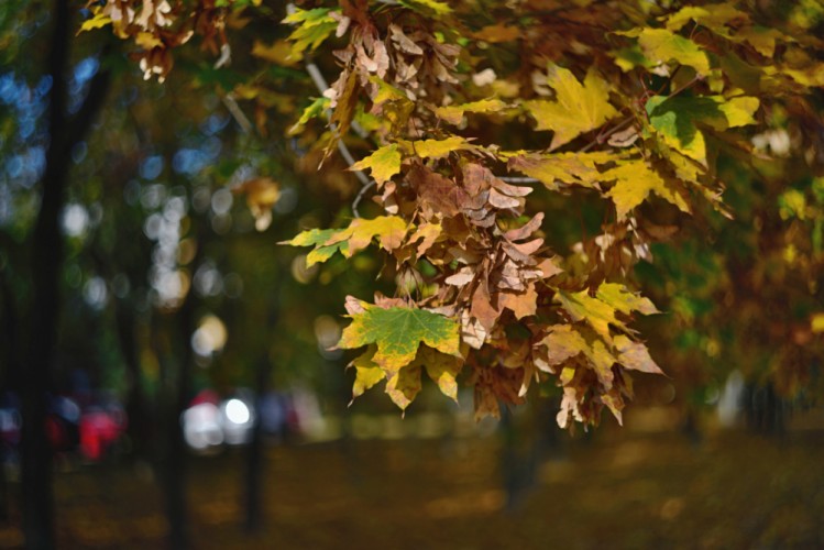 Jesenný bokeh