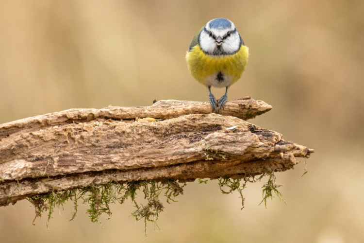 Sýkorka belasá....