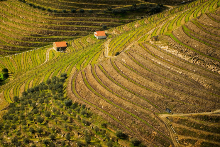 Vinice v údolí rieky Douro.
