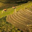 Vinice v údolí rieky Douro.