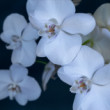 Orchidea