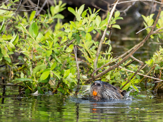 Nutria Riečna