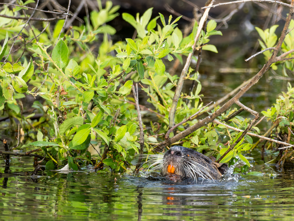 Nutria Riečna