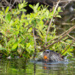 Nutria Riečna