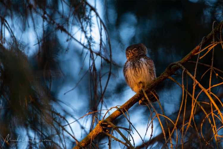 Glaucidium passerinum (kuvičok vrabčí)